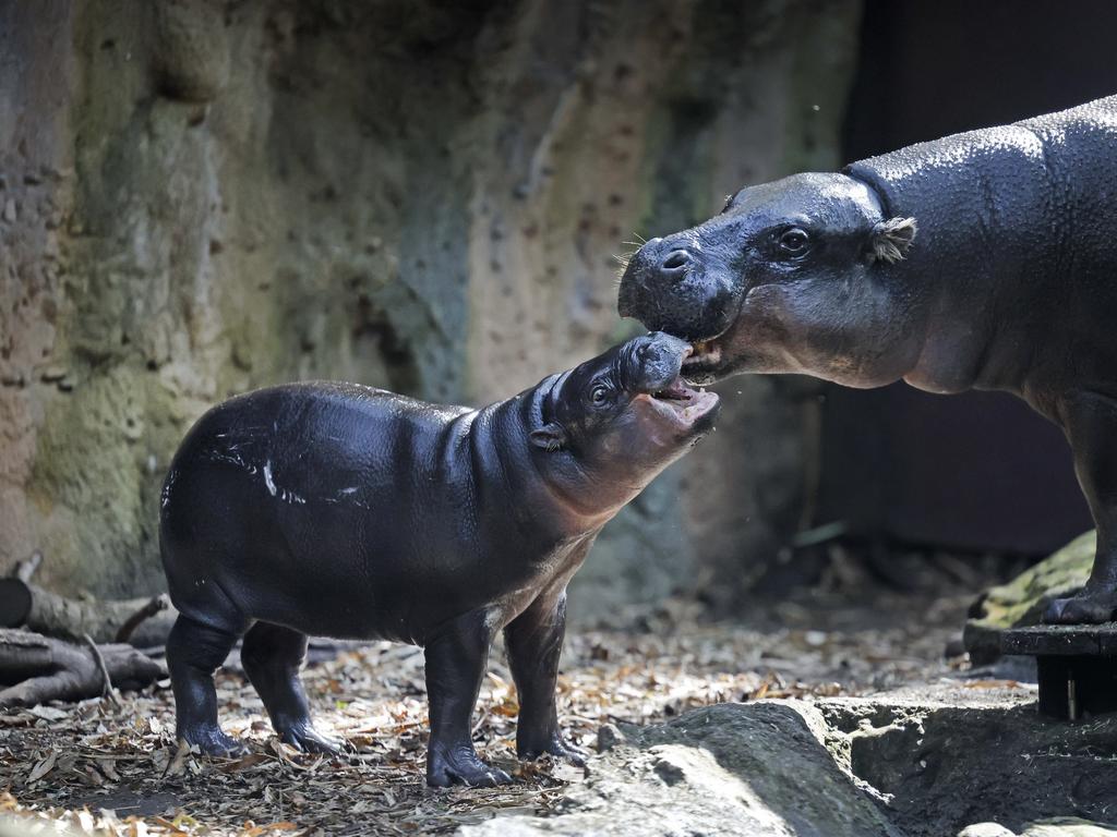 The pygmy hippo is only a fraction of the size of a common hippo. Picture: Richard Dobson