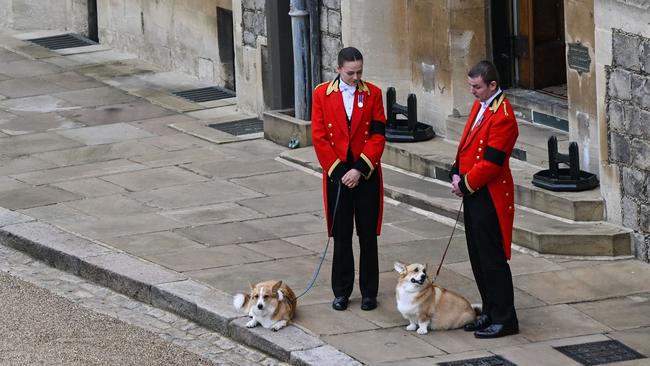 The corgis were seen patiently waiting for Her Majesty. (Photo by Glyn KIRK / POOL / AFP)