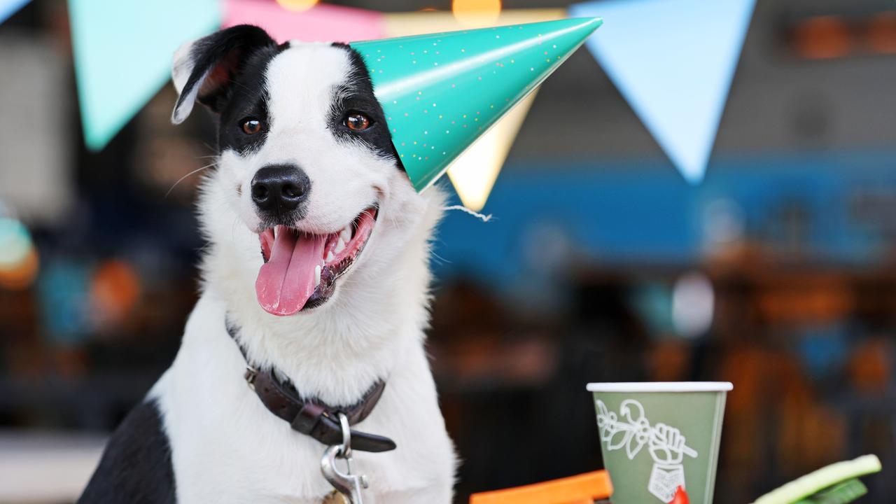 ‘Paw-ty’ time! Surreal dog trend taking over Brisbane