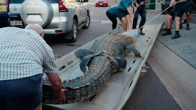 Outback Wrangler Matt Wright transported Daly, a 650kg saltwater crocodile into Shadford Ln, behind Crocosaurus Cove on Thursday May 9.