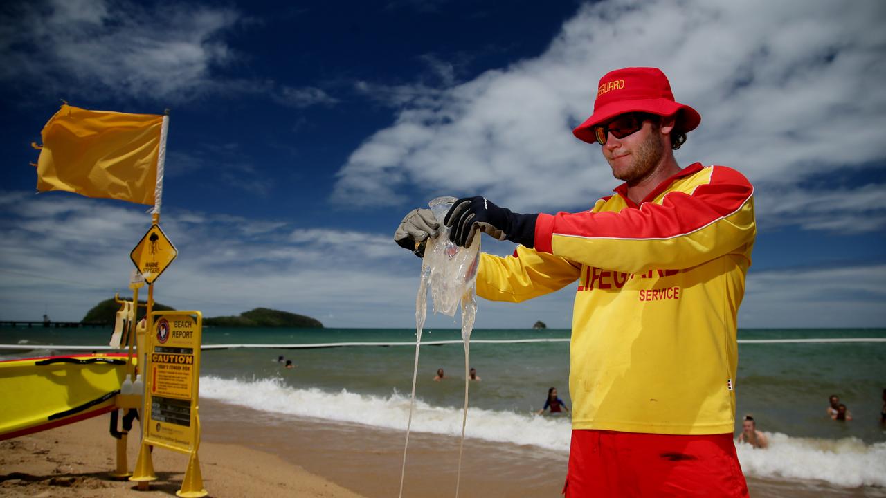 Where to watch stingers in Far North Qld