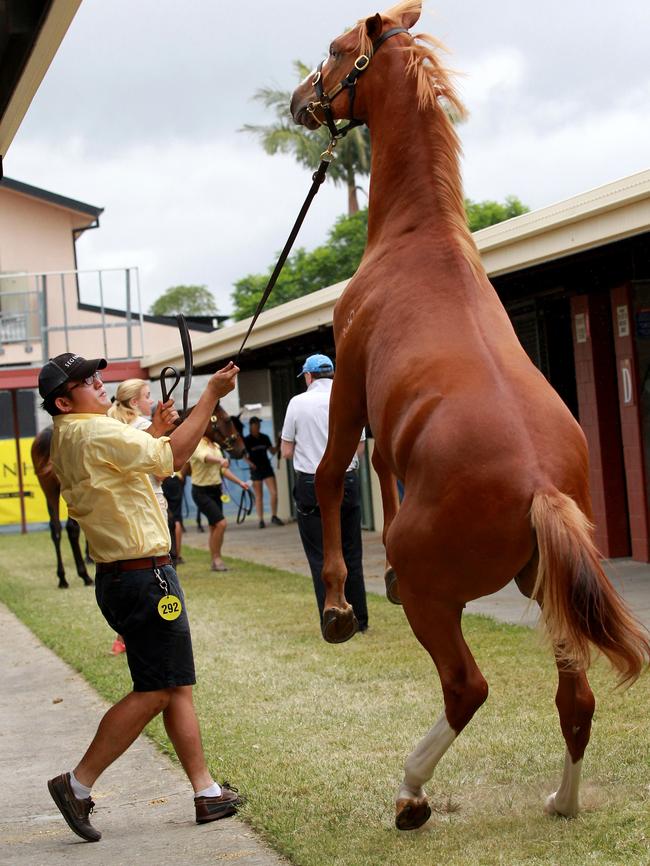 Open Day Inspections at the Magic Millions Yearling Sales. A yearling from Segenhoe Stud. Picture Mike Batterham