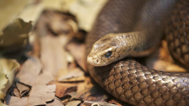 The man was working as a casual grain harvester in Nullawil when he was believed to be bitten by a highly venomous brown snake. Picture: iStock