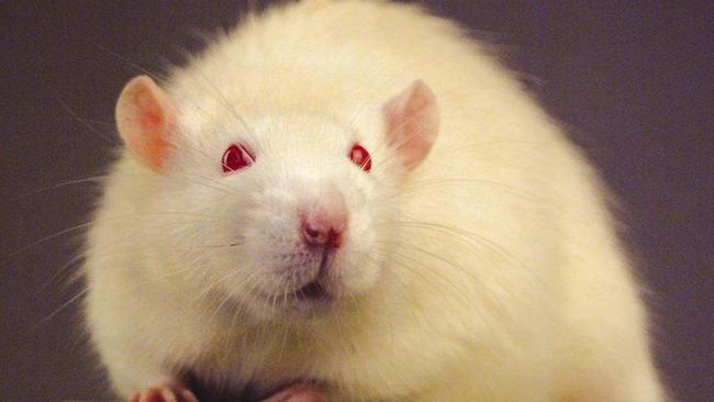 Laboratory Rats Gaining in Biomedical Research