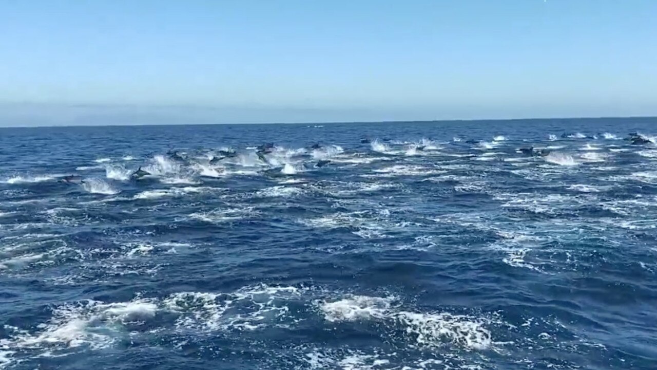 The incredible moment 300 dolphins porpoise through the water. Picture: Capt. Dave‘s Dana Point Dolphin &amp; Whale Watching Safari