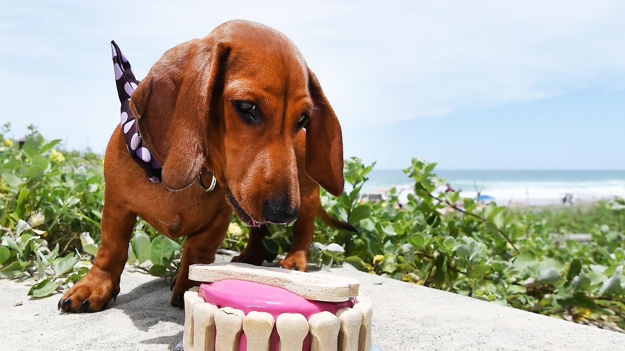 Danne Ericson-Wirth runs Noosa Dog Cakes with her dog Ray. They have developed a wide range of oven baked celebratory cakes and treats. Picture: Patrick Woods.