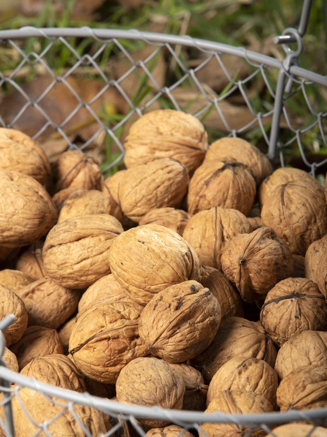 Coaldale Walnuts. Picture: Chris Kidd