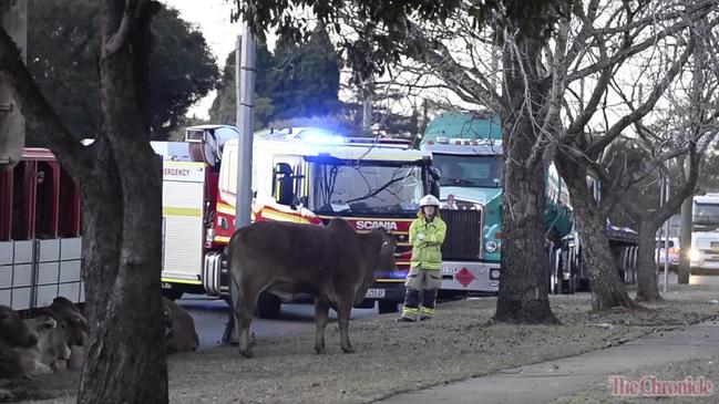 Cattle truck rollover chaos