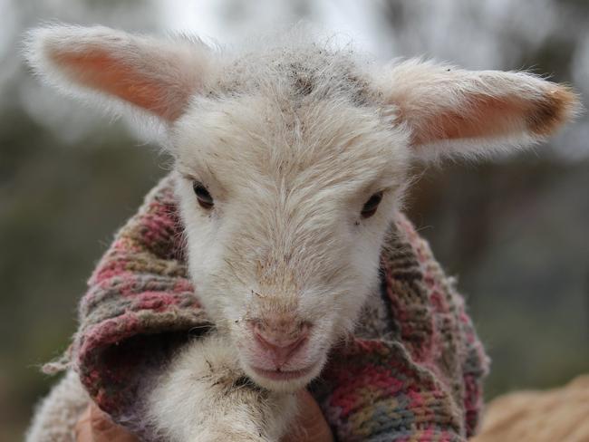 This lamb made it but her twin and mother did not.