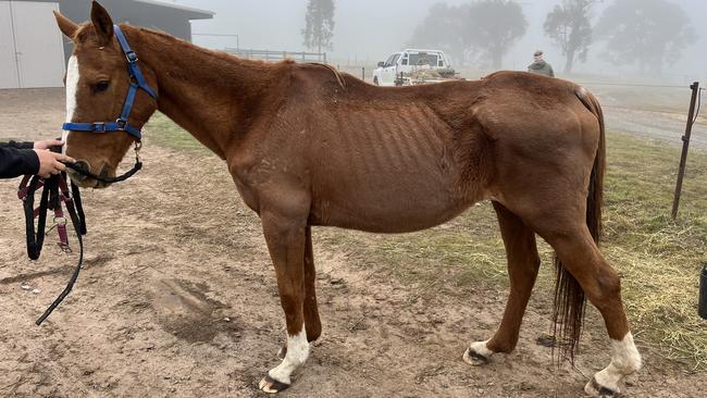 Scarlet after she was picked up from Chynna Marston’s horse property last month. Picture: Supplied