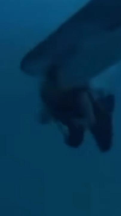 Terrifying moment shark attacks diver