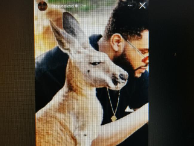 The Weeknd teased the Australian tour with a post to Instagram stories featuring him and a kangaroo. Picture: Instagram