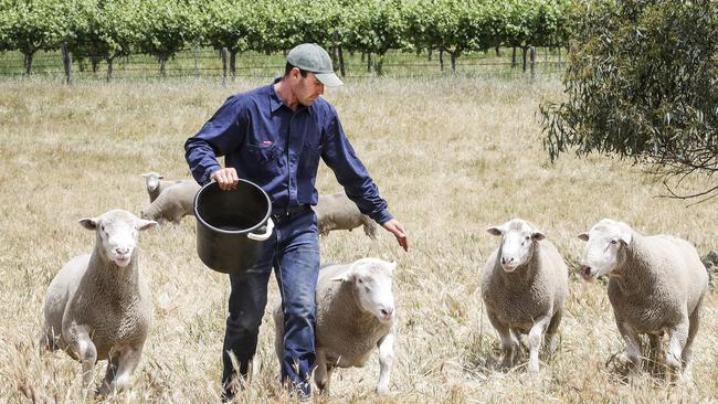 Hurn feeding the rams at the family farm. Picture: Sarah Reed.