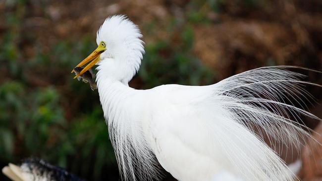 "I am passionate about capturing real time photos, especially I enjoy wildlife photography." Picture: Roshan Thapa.