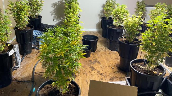 Cannabis plants seized during the raids. Picture: NSW Police