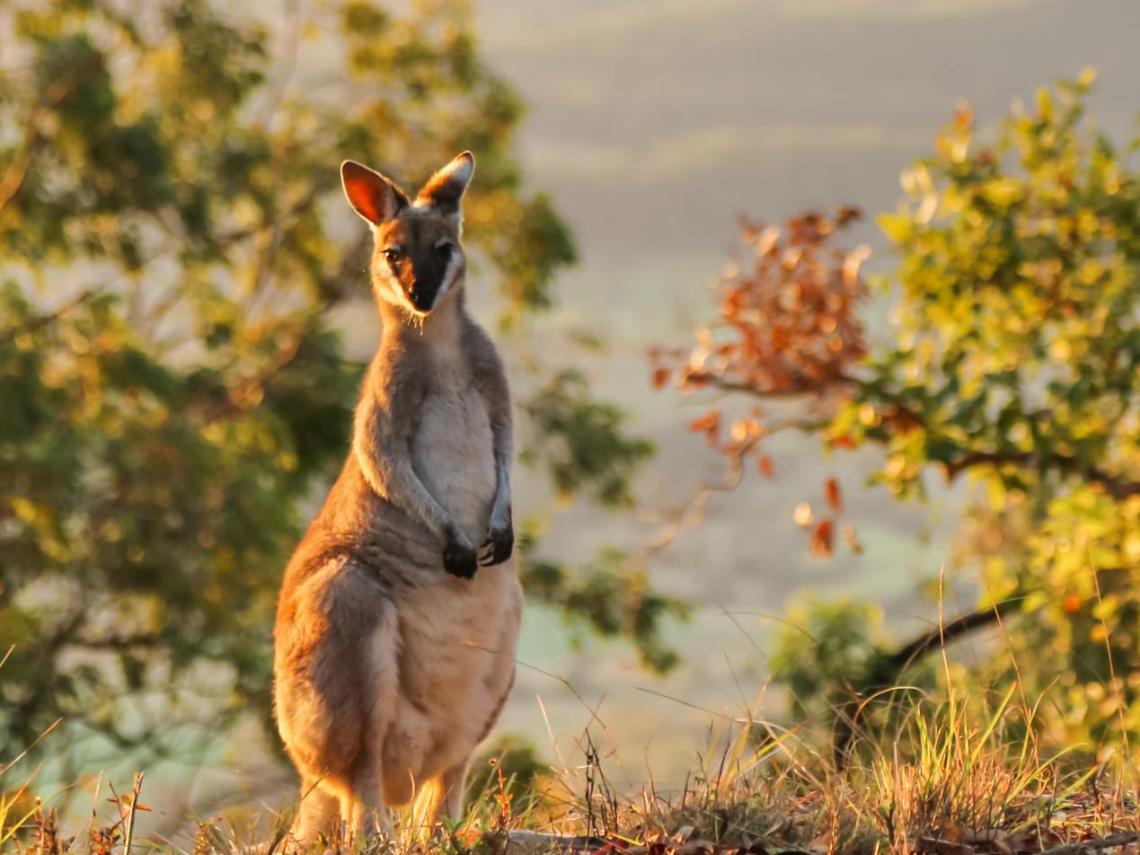ESCAPE: BORDER TRACK, LAMINGTON NATIONAL PARK .. Kara Murphy story .. Pretty-faced wallabies gravitate to the side of the road between Canungra and O'Reilly's Rainforest Retreat. Picture: Kara Murphy