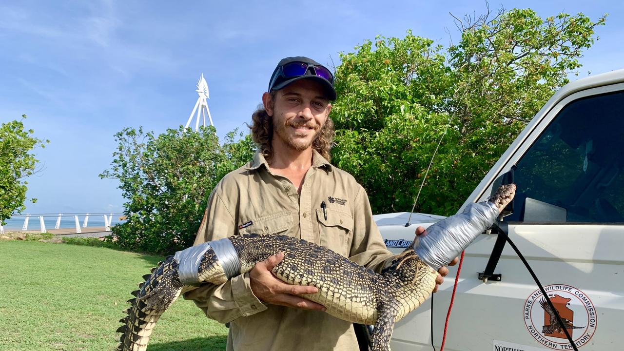 NT Parks and Wildlife officer Jaylen Marshall holding a saltie trapped near Mindil Beach Casino. Picture: Julianne Osborne.