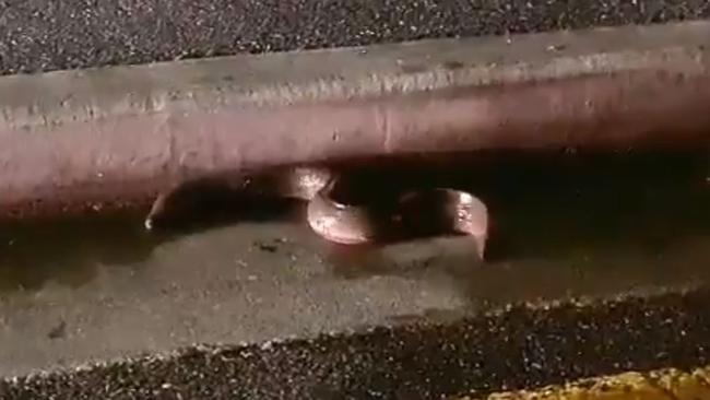 This slippery little eel appears to have escaped from a Gouger Street restaurant and was spotted by Bory Thon making his escape in nearby Mill St.