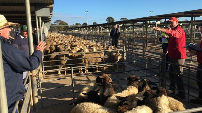 Prrices for lamb and sheep has dropped in recent weeks. Picture: Jenny Kelly