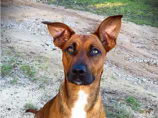 The day gives visitors the opportunity to meet all the pets and to ask the experts questions about which breeds might suit their lifestyle best.