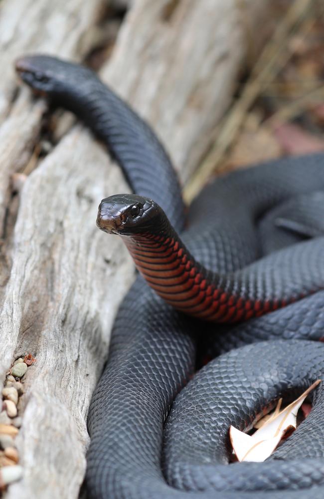 Snake Catcher's Harrowing Story Of Surviving A Brown Snake Bite