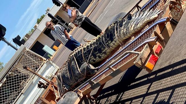 A 4.52m male saltwater crocodile was captured by rangers at Flat Rock on Tuesday. Picture: Facebook/Chez Hughes