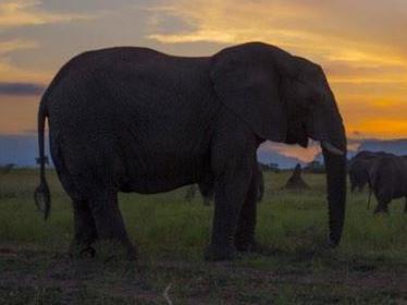 Elephant sunrise in South Africa #elephant #ImACelebrityAU Picture: Dr Chris Brown / Twitter