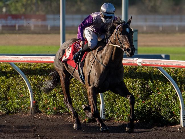 Highly Decorated is on a run of six wins and aiming for number seven in the Darwin Cup. Picture: Caroline Camilleri