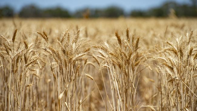 Wheat futures have fallen globally in the past week. Picture: Zoe Phillips