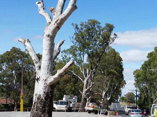 Golden Grove Rd trees The first of an unknown number of river red gum trees being removed to make way for the upgrade of Golden Grove Rd.Picture: Supplied