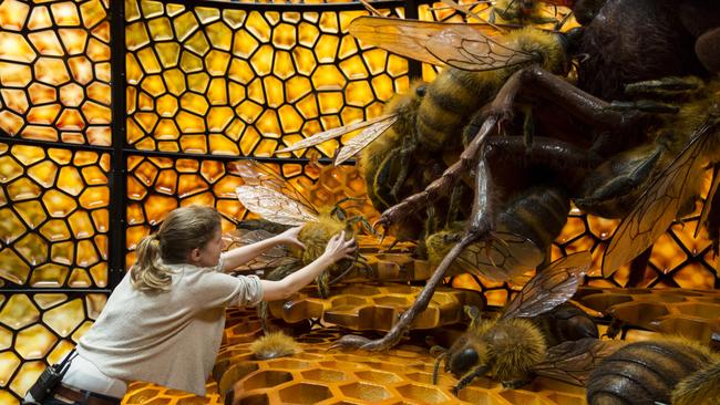 A jewel wasp is among the exhibits. Picture: Supplied