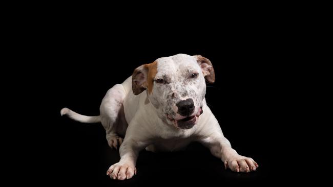 Puppy Alice has been waiting over 230 days to be adopted. She is always ready to administer cuddles and licks at a moment’s notice. Picture: Daniella Cortis