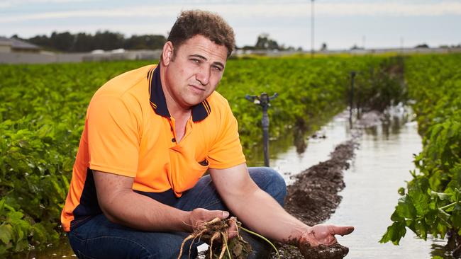 Virginia grower Tony Catanzariti's parsnip crop was destroyed in the 2016 floods. Picture: Matt Loxton