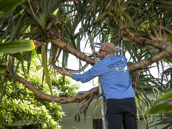 Playing snakes and ladders. Sunshine Coast snake catcher Stuart McKenzie catching a snake at the Marcoola home of Margaret Claydon. Picture: Mark Cranitch.