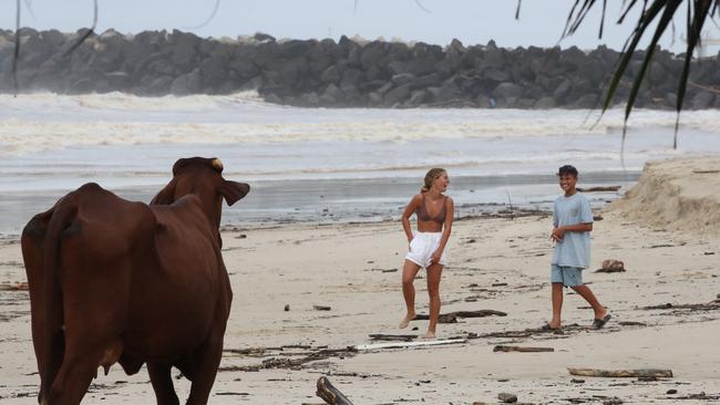 The cow washed up in floodwaters on Duranbah beach. It ran amok on the streets of Coolangatta before it was euthanised by police. Picture: Glenn Hampson