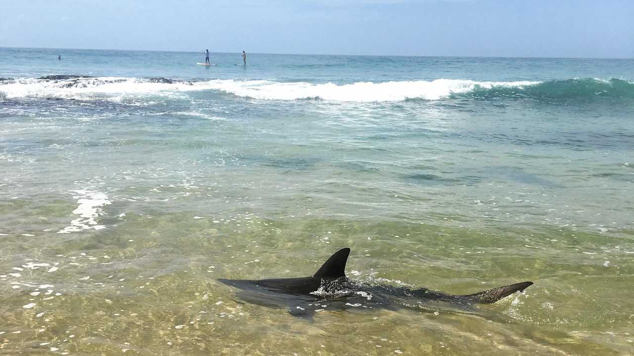 A shark, approximately 2m in length, was spotted in shallow water at Minnie Water back beach on the morning of January 10, 2019. Picture: Contributed