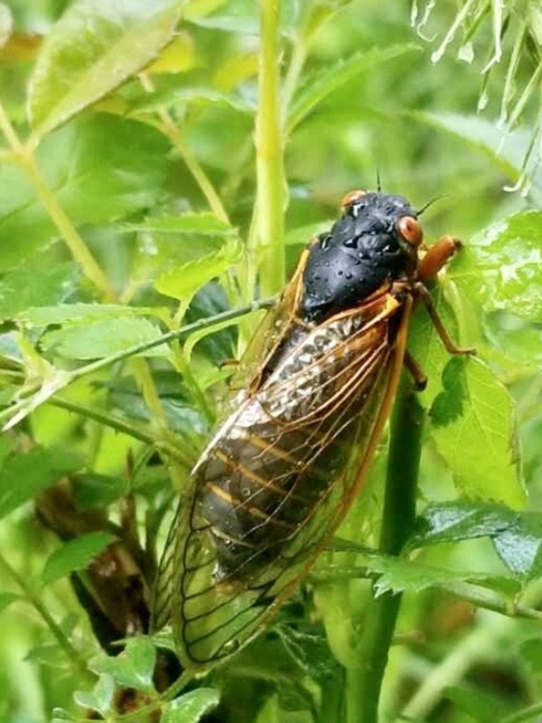 The fungal disease has been found in North American cicadas. Picture: West Virginia University Photo