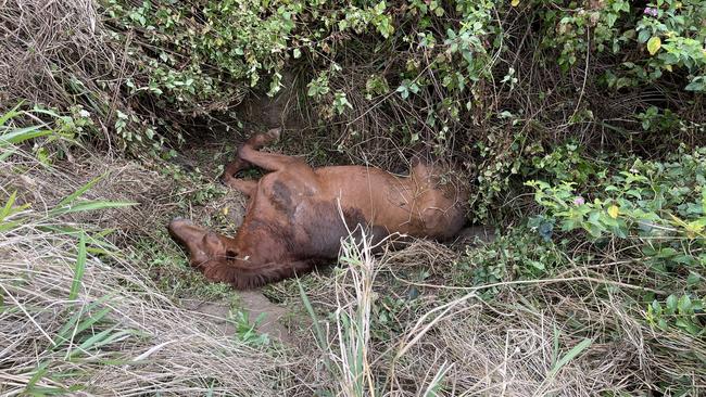 Russell – the 30 year old horse stuck in a gully after he slipped at a property in Mororo. Picture: Supplied.