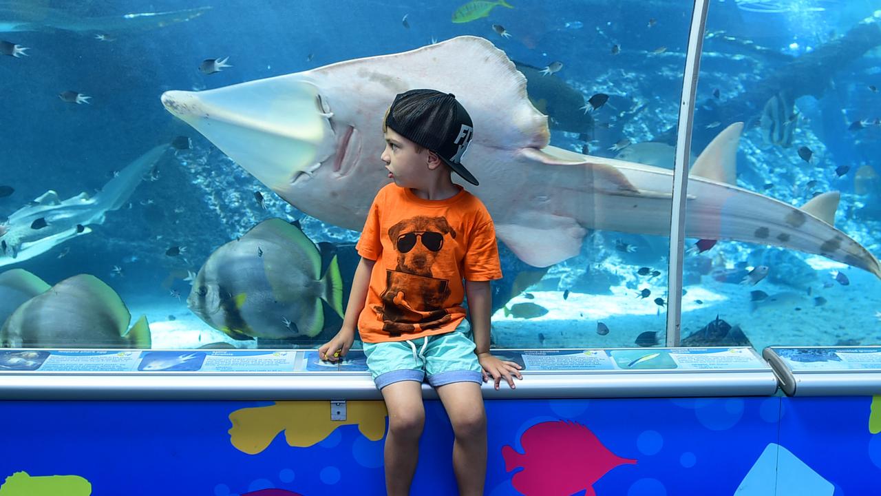 Marcus Finch-Uren, 4, at Reef HQ in 2016. Picture: Evan Morgan