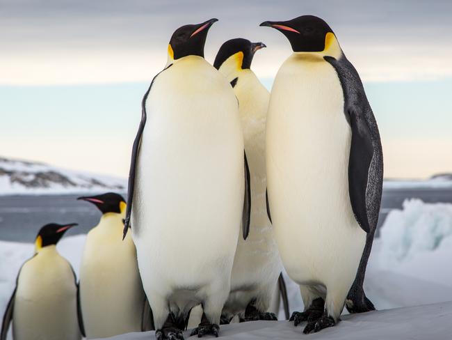 Emperor penguins. For a story about RSV Nuyina and Antarctica. © Justin Chambers