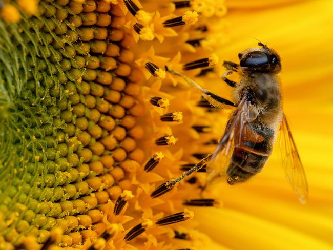 EMBARGO FOR TWAM 5 JUNE 2021 FEE APPLIESBee pollinating Pic Getty Images