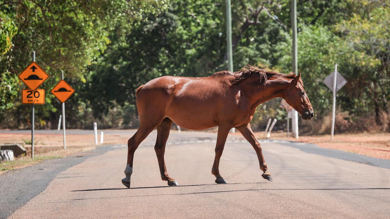 Wild horses roam the streets of Mapoon. Picture: David Caird