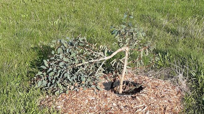 Trees have been destroyed and others appeared to be “poisoned” alongside the Hobson Bay Trail leaving community members outraged. Picture: Supplied