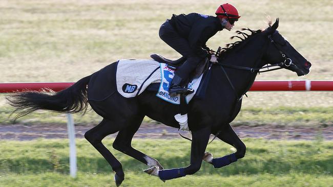 Dandino could be the surprise packet in the Underwood Stakes. Picture: Ian Currie