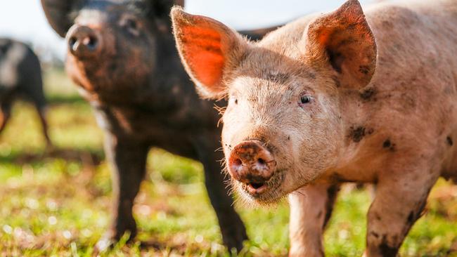 Man in hospital after pig attack | The Courier Mail