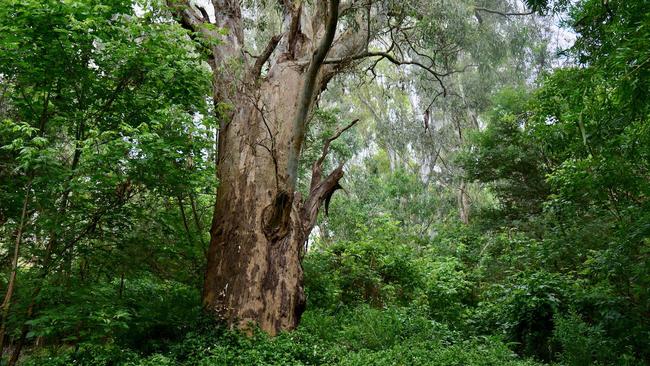 A river red gum in Victoria similar to the one which was felled at Rosslyn Park.