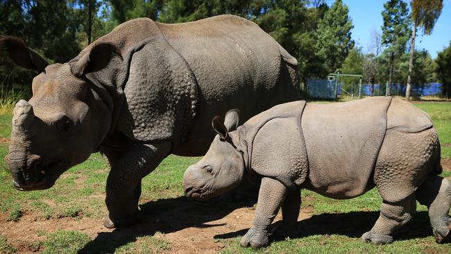 Greater one-horned Rhino baby Rajah born in October with mum Amala. Picture: Toby Zerna