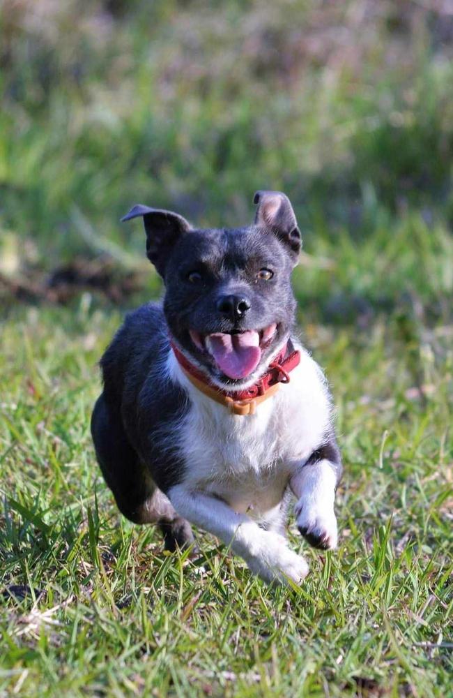 Tying for 3# Legs: Amanda Bolton’s Staffy x Terrier from Coleyville