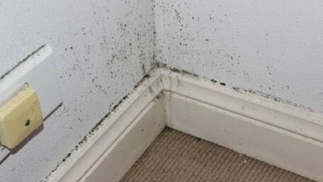 Many renters say they have struggled to have landlords address complaints about mould