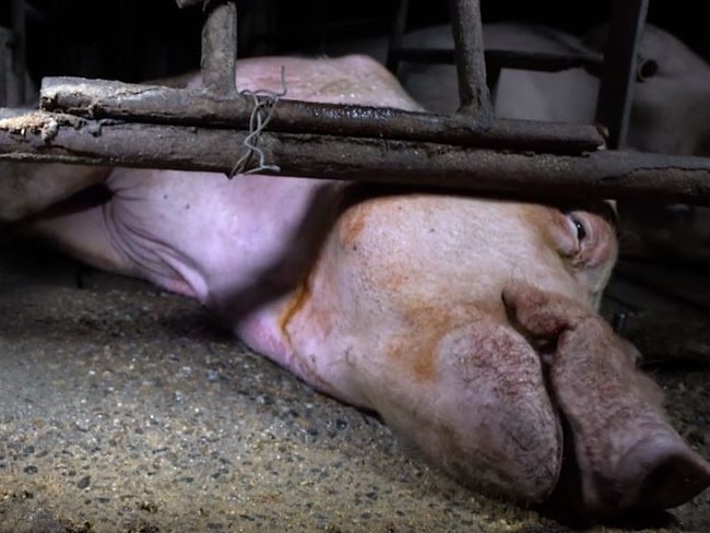 A pig named Boe was caught on camera not being able to get up and licking the floor in an attempt to get food and water. Picture: Still from a video from the Animal Liberation Queensland.